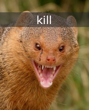 Mongoose hate you >:(