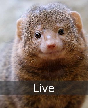 Mongoose like you :)